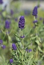 Common lavender Royalty Free Stock Photo