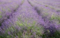 Common Lavender Lavandula angustifolia