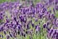 Common Lavender (Lavandula angustifolia) Royalty Free Stock Photo