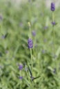 Common lavender Royalty Free Stock Photo