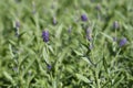 Common lavender Royalty Free Stock Photo