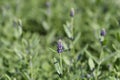 Common lavender Royalty Free Stock Photo