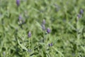 Common lavender Royalty Free Stock Photo