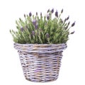 Common lavender plant in a lilac basket