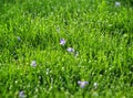 Fresh green dewey grass with some purple wild violets. Royalty Free Stock Photo
