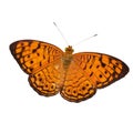Common leopard butterfly isolated