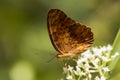 Common Leopard butterfly - Phalanta phalantha