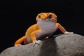 Common leopard gecko