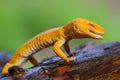 Sunglow gecko on branch  in tropical garden Royalty Free Stock Photo