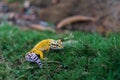 The common leopard gecko in the grass Royalty Free Stock Photo