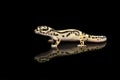 Common leopard gecko with reflection on a black background