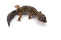 Leopard Gecko isolated on white background Royalty Free Stock Photo