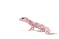 Leopard Gecko isolated on white background Royalty Free Stock Photo