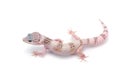 Leopard Gecko isolated on white background Royalty Free Stock Photo