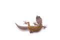 Leopard Gecko isolated on white background Royalty Free Stock Photo