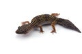 Leopard Gecko isolated on white background Royalty Free Stock Photo