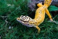 Common Leopard Geckos Crawling