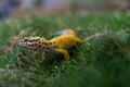 Common Leopard Gecko Wild