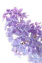 Common lilac