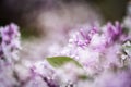 Common lilac blossom dreamy flowers with leaf