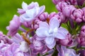 Common Pink Lilac Plant Florets Royalty Free Stock Photo