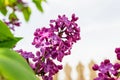 Common lilac flower Syringa vulgaris in bright sunlight, with a blurry picket fence in the background. Royalty Free Stock Photo