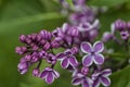 Common lilac flower