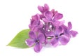 Common lilac