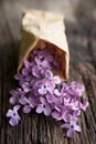 Common lilac