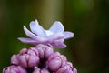 Common Lilac Floret with Purple Flower Buds Royalty Free Stock Photo