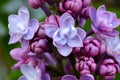 Common Lilac Pink and Purple Florets Royalty Free Stock Photo