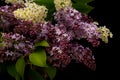 Common Lilac Syringa vulgaris And Bird Cherry Prunus padus Blossoms Bouquet On Black Royalty Free Stock Photo