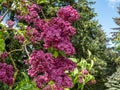 Common Lilac (Syringa vulgaris) \'Etna\' blooming with simple, purple flowers