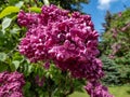 Common Lilac (Syringa vulgaris) \'Etna\' blooming with simple, purple flowers