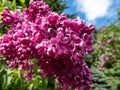 Common Lilac (Syringa vulgaris) \'Etna\' blooming with simple, purple flowers