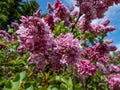 Common Lilac (Syringa vulgaris) \'President Poincare\' blooming with violet-lavender double flowers