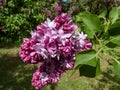 Common Lilac (Syringa vulgaris) \'President Poincare\' blooming with lavender double flowers