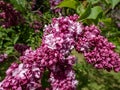 Common Lilac (Syringa vulgaris) \'President Poincare\' blooming with lavender double flowers