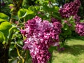 Common Lilac (Syringa vulgaris) \'President Poincare\' blooming with violet double flowers