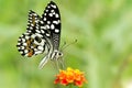 Butterfly Common lime - Papilio demoleus