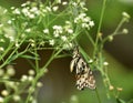 Common lime butterfly