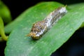 Common lime butterfly caterpillar on the lemon plant leaf. Used selective focus. This larvae butterfly also known as lime Royalty Free Stock Photo