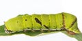 Common Lime butterfly larva