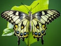 Common Lime Butterfly Made With Generative AI illustration