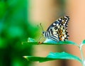 Common lime butterfly Papilio demoleus Royalty Free Stock Photo