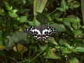 Common Lime Papilio Demoleus Royalty Free Stock Photo