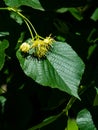 Common lime or Tilia europaea, flowers and leaf macro, selective focus, shallow DOF Royalty Free Stock Photo