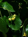 Common lime or Tilia europaea, flowers and leaf macro, selective focus, shallow DOF Royalty Free Stock Photo
