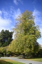 Common Lime Tree in Christchurch Botanic Gardens Autumn, New Zraland