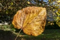 Common lime tree leaf tilia x europaea in autumn fall colour